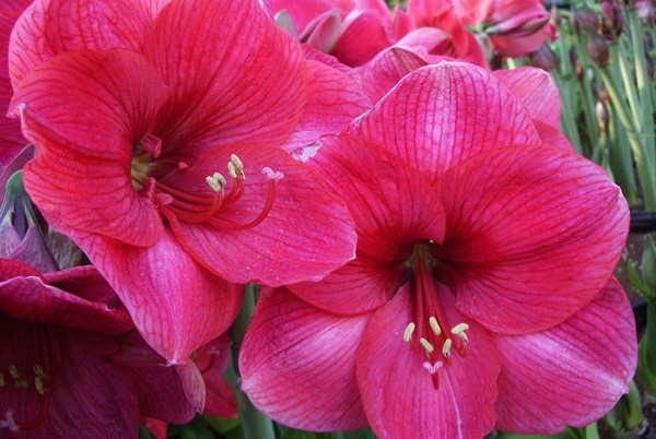 Amaryllis Bolero - Amaryllis - Flowers and Fillers - Flowers by category |  Sierra Flower Finder